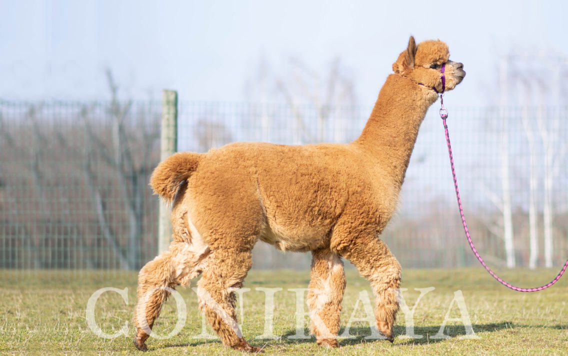 main image: Seminarium dla hodowców alpak z Robinem Nasemannem