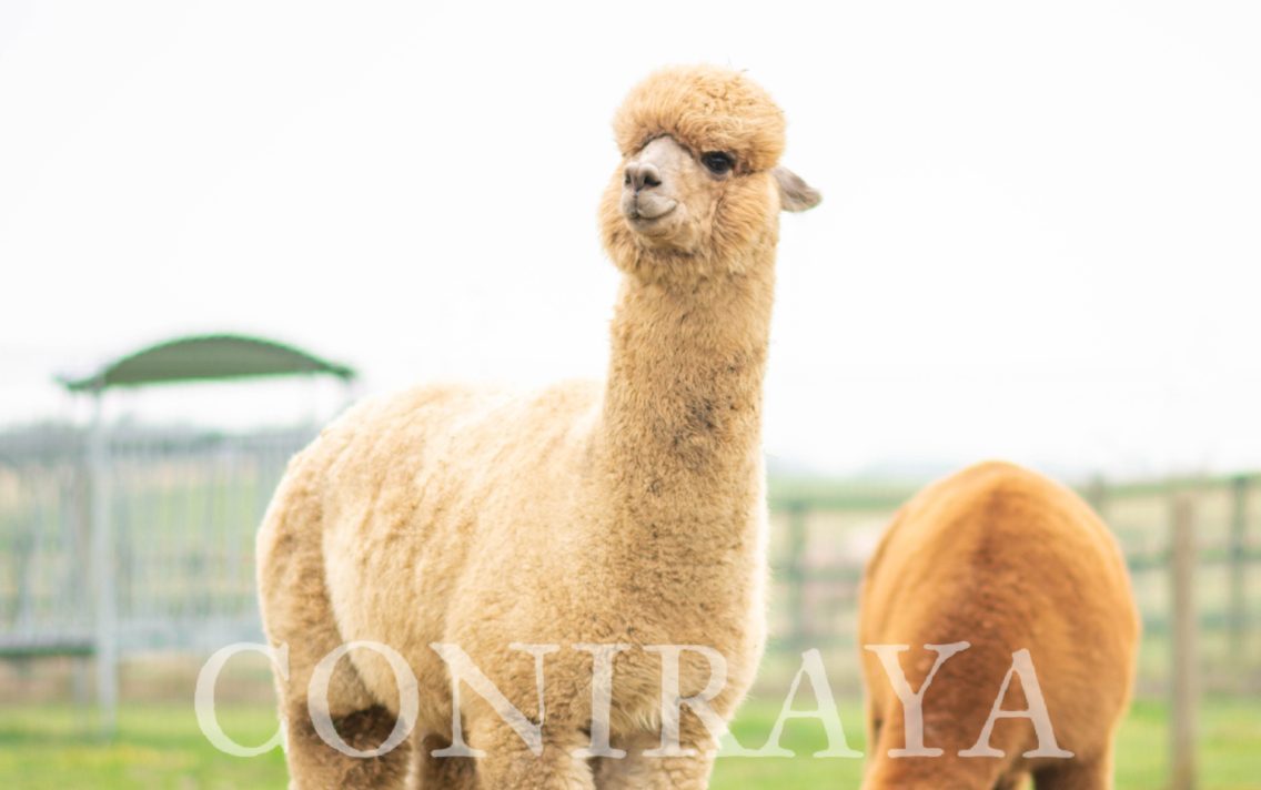 main image: Coniraya Van Dijk – wyjątkowy samiec