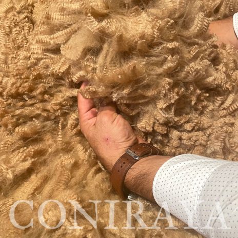 Coniraya Van Dijk wyjątkowy samiec 2