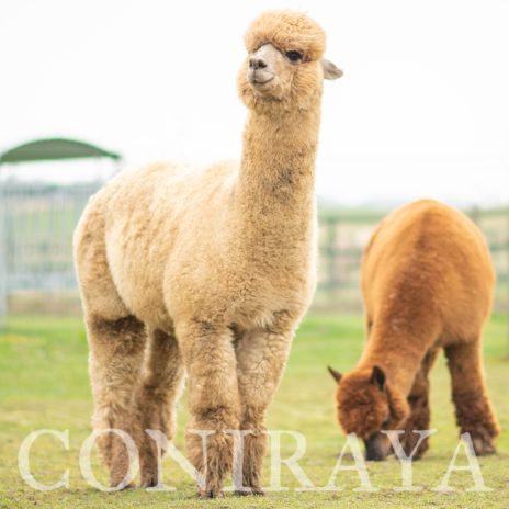 Coniraya Van Dijk wyjątkowy samiec 6