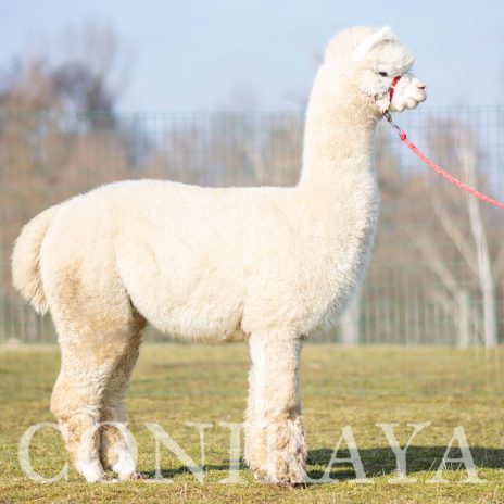 Coniraya Xanadu Peruvian Calvados 1