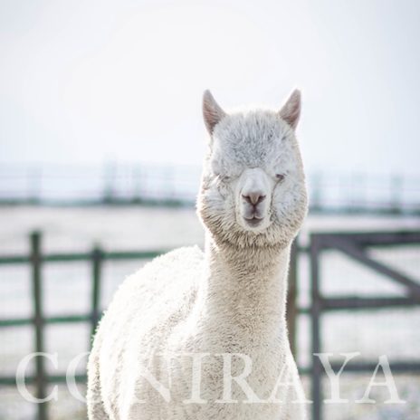 Coniraya Xanadu Peruvian Calvados 2