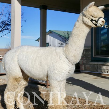 Coniraya Xanadu Peruvian Calvados 3