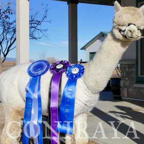 Coniraya Xanadu Peruvian Calvados 4