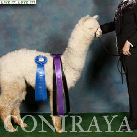 Coniraya Xanadu Peruvian Calvados 5