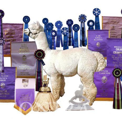 Coniraya Xanadu Peruvian Calvados 7