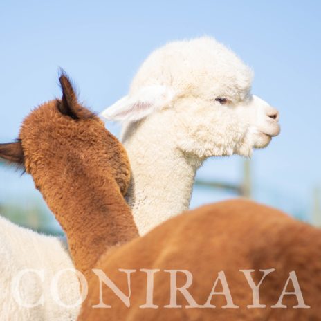 Coniraya Xanadu Peruvian Calvados 8