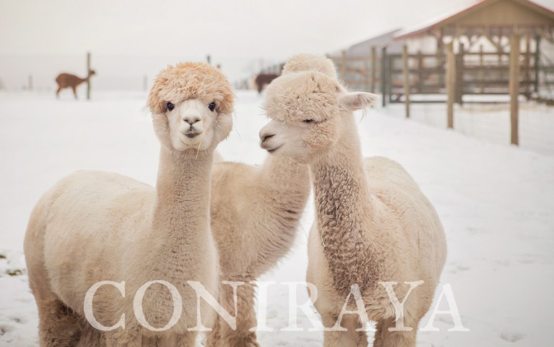 main image: Żywienie i choroby metaboliczne alpak 9.03.2020r.