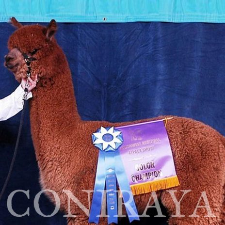 Coniraya FDA Leviathan's Super Star Struck 10