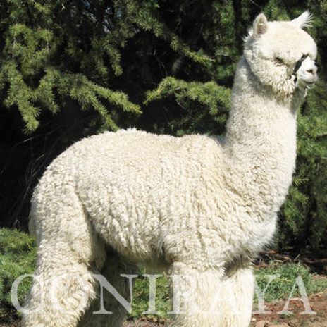 Coniraya FDA Leviathan's Super Star Struck 11