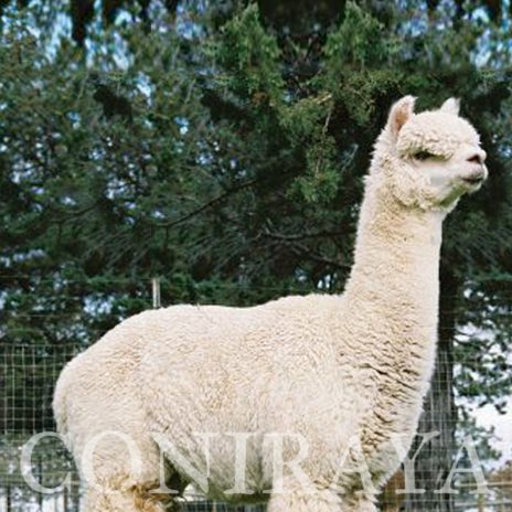 Coniraya FDA Leviathan's Super Star Struck 12