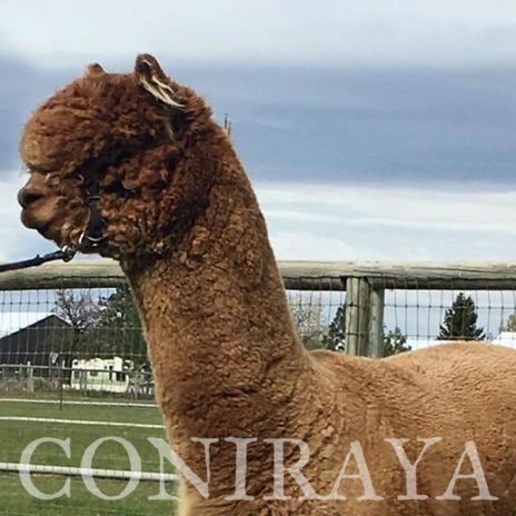 Coniraya FDA Leviathan's Super Star Struck 13