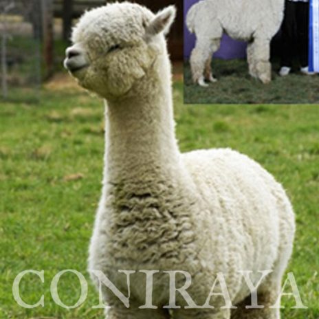 Coniraya FDA Leviathan's Super Star Struck 14