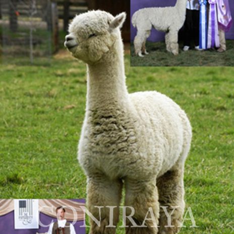 Coniraya FDA Leviathan's Super Star Struck 14