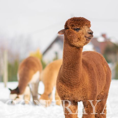 Coniraya FDA Leviathan's Super Star Struck 15