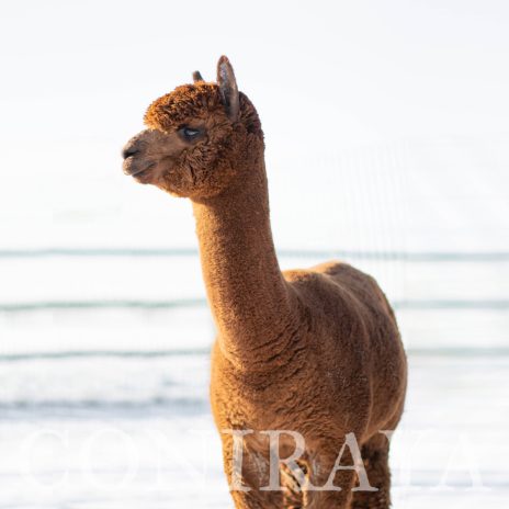 Coniraya FDA Leviathan's Super Star Struck 16