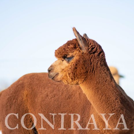 Coniraya FDA Leviathan's Super Star Struck 17