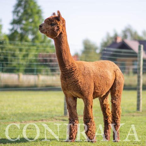 Coniraya FDA Leviathan's Super Star Struck 2