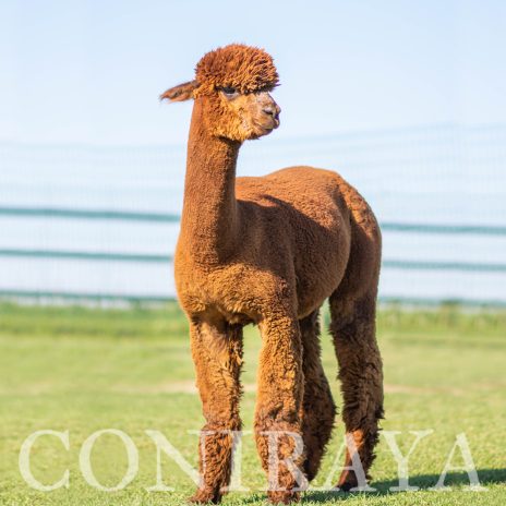 Coniraya FDA Leviathan's Super Star Struck 4