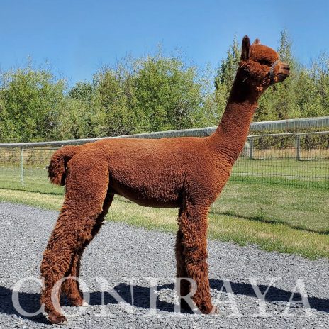 Coniraya FDA Leviathan's Super Star Struck 5