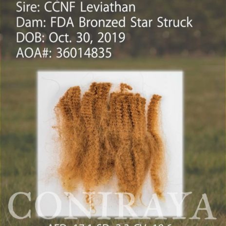 Coniraya FDA Leviathan's Super Star Struck 6