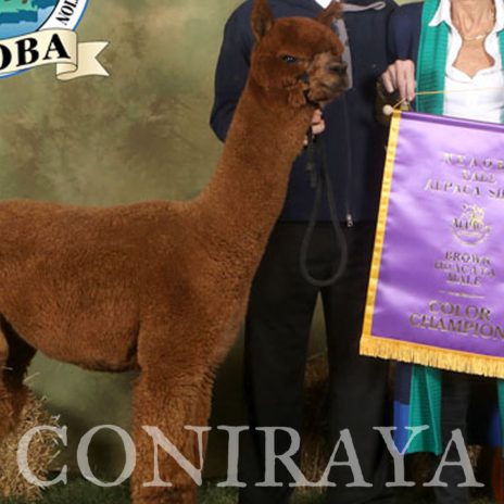 Coniraya FDA Leviathan's Super Star Struck 7