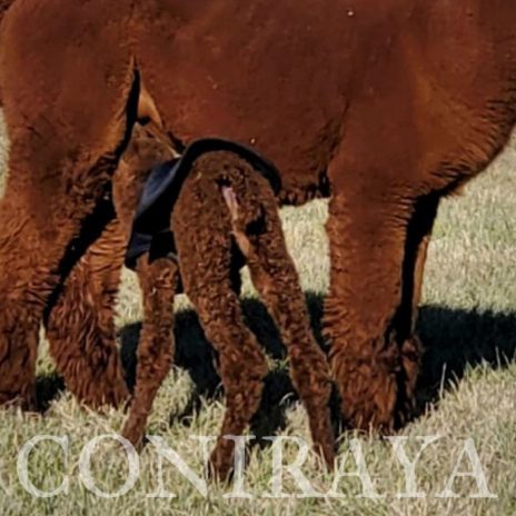 Coniraya FDA Leviathan's Super Star Struck 8