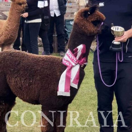 coniraya Oak Ridge Provence 2