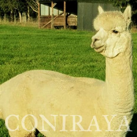 coniraya Oak Ridge Provence 5