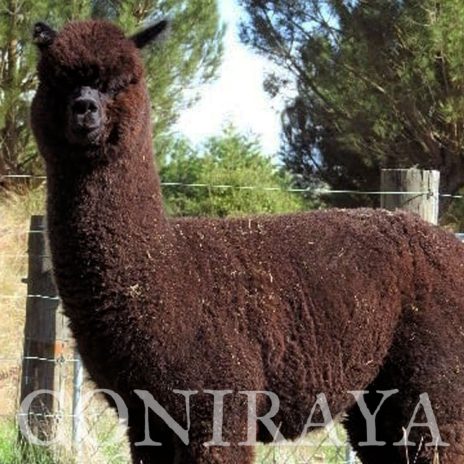 coniraya Oak Ridge Provence 7