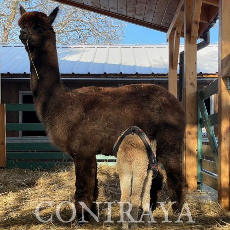 coniraya Oak Ridge Provence 8