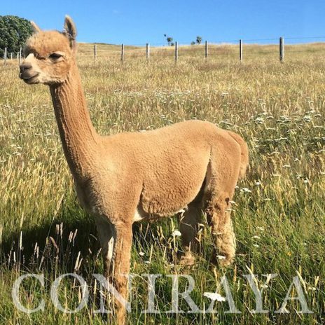 coniraya Oak Ridge Valentine 2