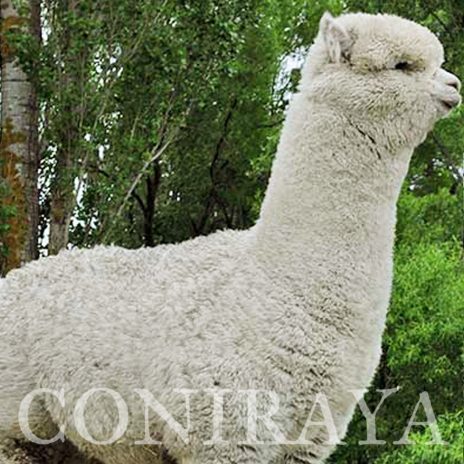 coniraya Oak Ridge Valentine 4