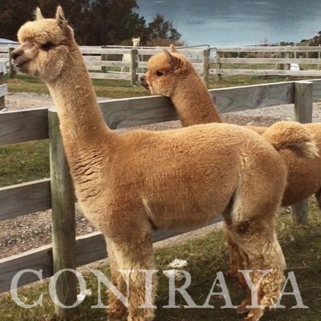 coniraya Oak Ridge Valentine 5