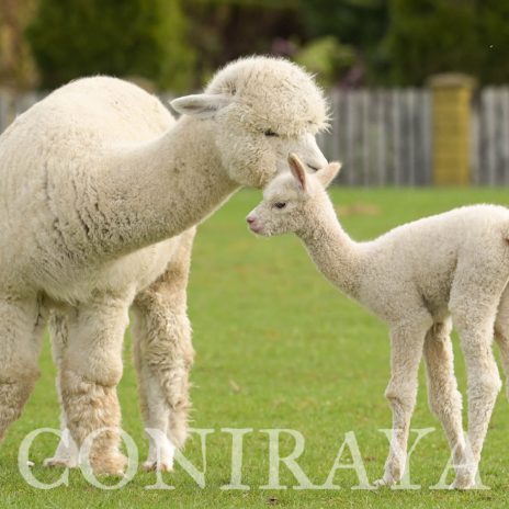 Coniraya Pallaton's Kirke 2