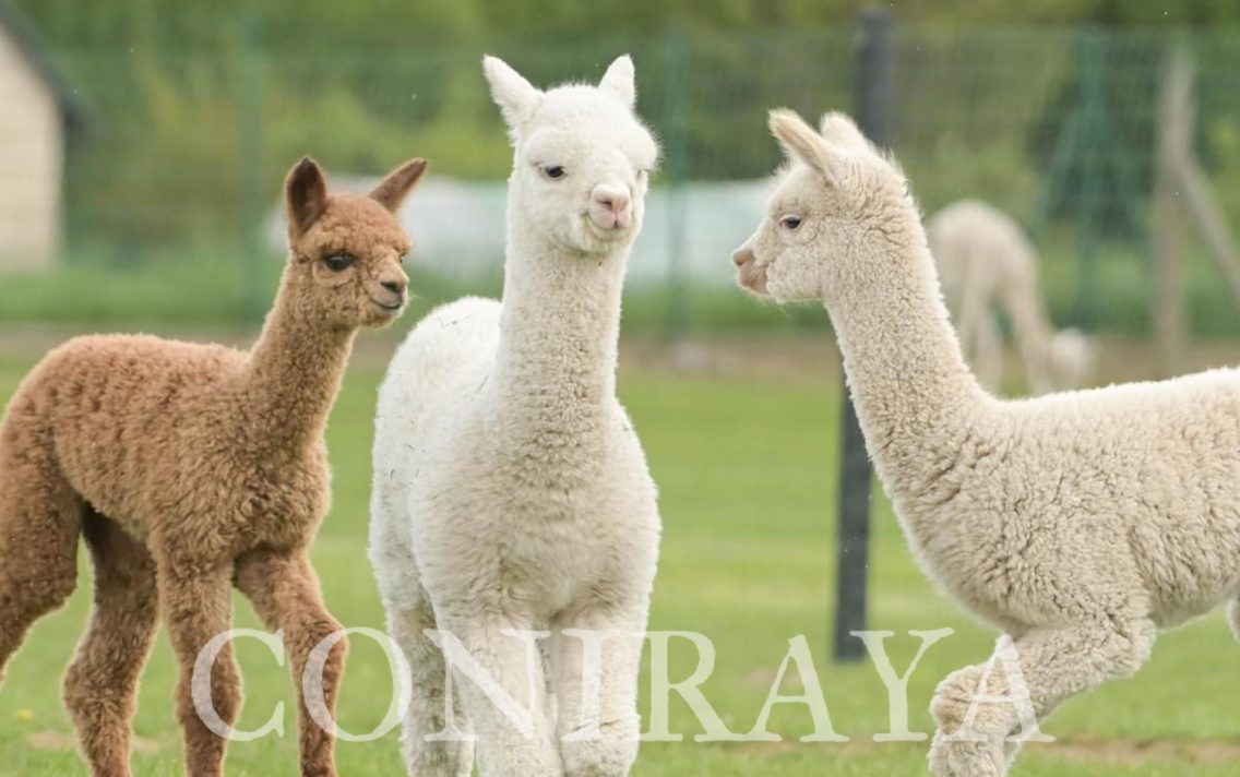 main image: Boom z ostatnich lat na alpaki już minął