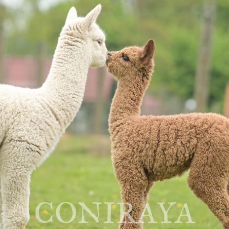 Boom na alpaki z ostatnich latach minął2