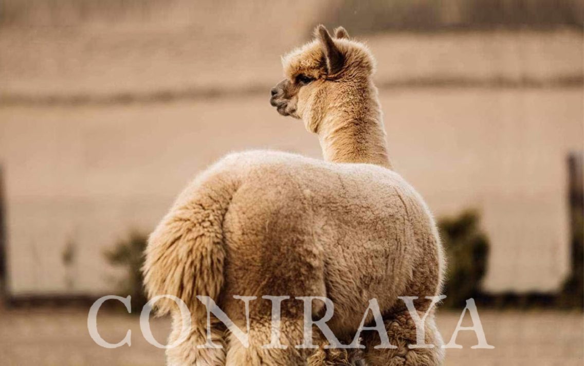 main image: Alpaki od Podstaw koło Zamościa 12.05.2024r. niedziela