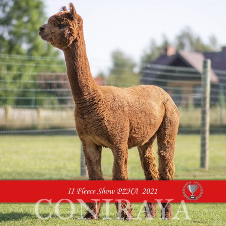 2021 Coniraya FDA Leviathan's Super Star Struck FS PZHA 1