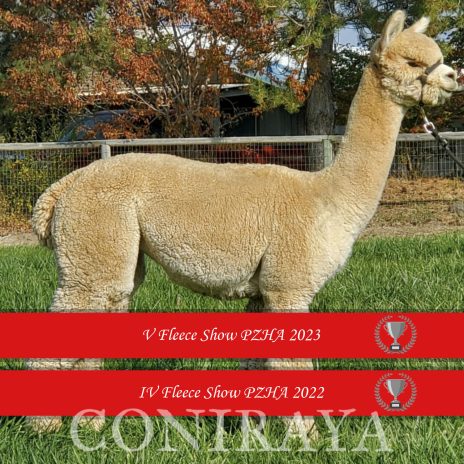 2022 Coniraya Amber Autumn Melody FS PZHA RAPS 1