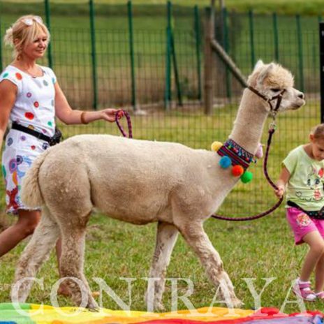 coniraya alpakoterapia 4