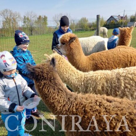coniraya alpakoterapia 5