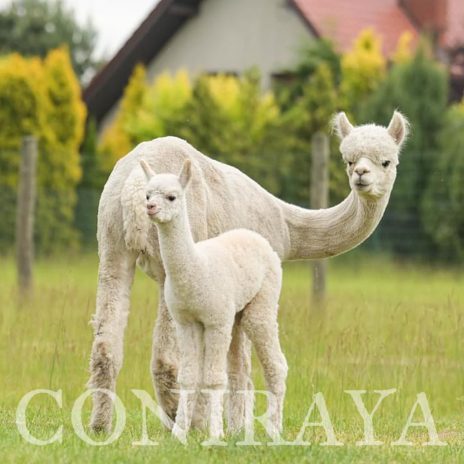 Coniraya Majesty Creed1