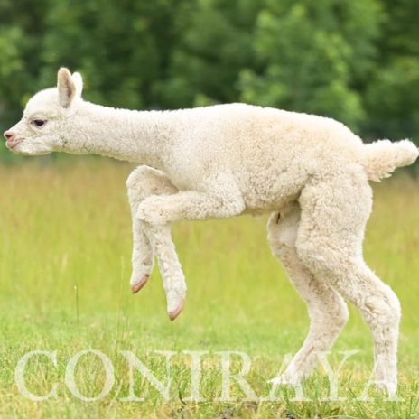 Coniraya Majesty Creed3