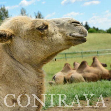 coniraya poznaj wielbłady 2
