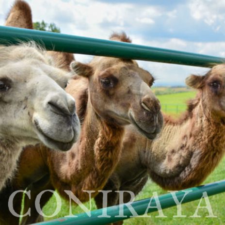 coniraya poznaj wielbłady 3