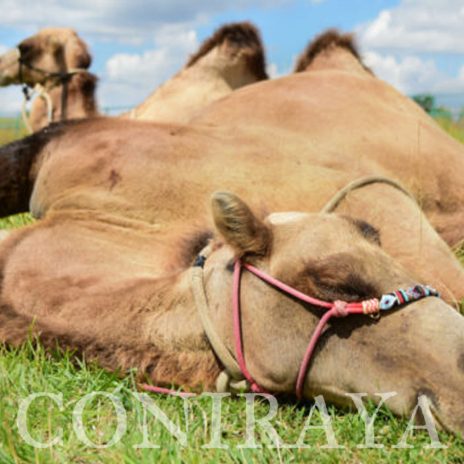 coniraya poznaj wielbłady 4