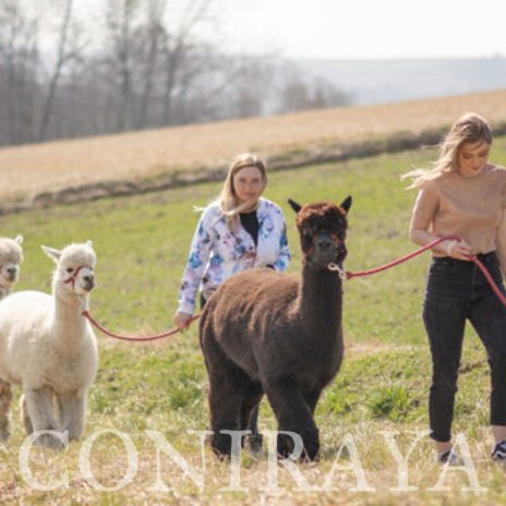 coniraya spacer z alpakami 2