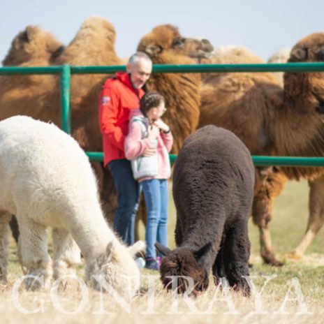 coniraya spacer z alpakami 3