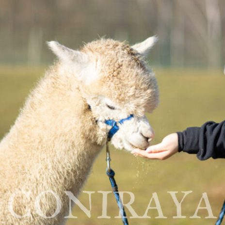 coniraya spacer z alpakami 4